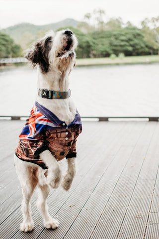 Sun Safe Dog Shirt - My Country Australia - Design Works Apparel - Create Your Vibe Outdoors sun protection