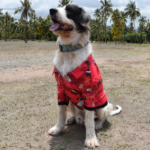 Sun Safe Dog Shirts - Bin Chicken Ugly Christmas - Design Works Apparel - Create Your Vibe Outdoors sun protection