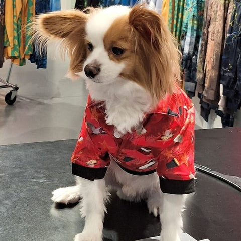 Sun Safe Dog Shirts - Bin Chicken Ugly Christmas - Design Works Apparel - Create Your Vibe Outdoors sun protection
