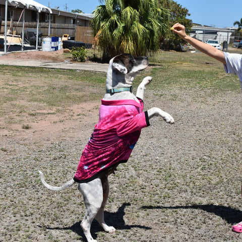 Sun Safe Dog Shirts - Mermaids - Design Works Apparel - Create Your Vibe Outdoors sun protection